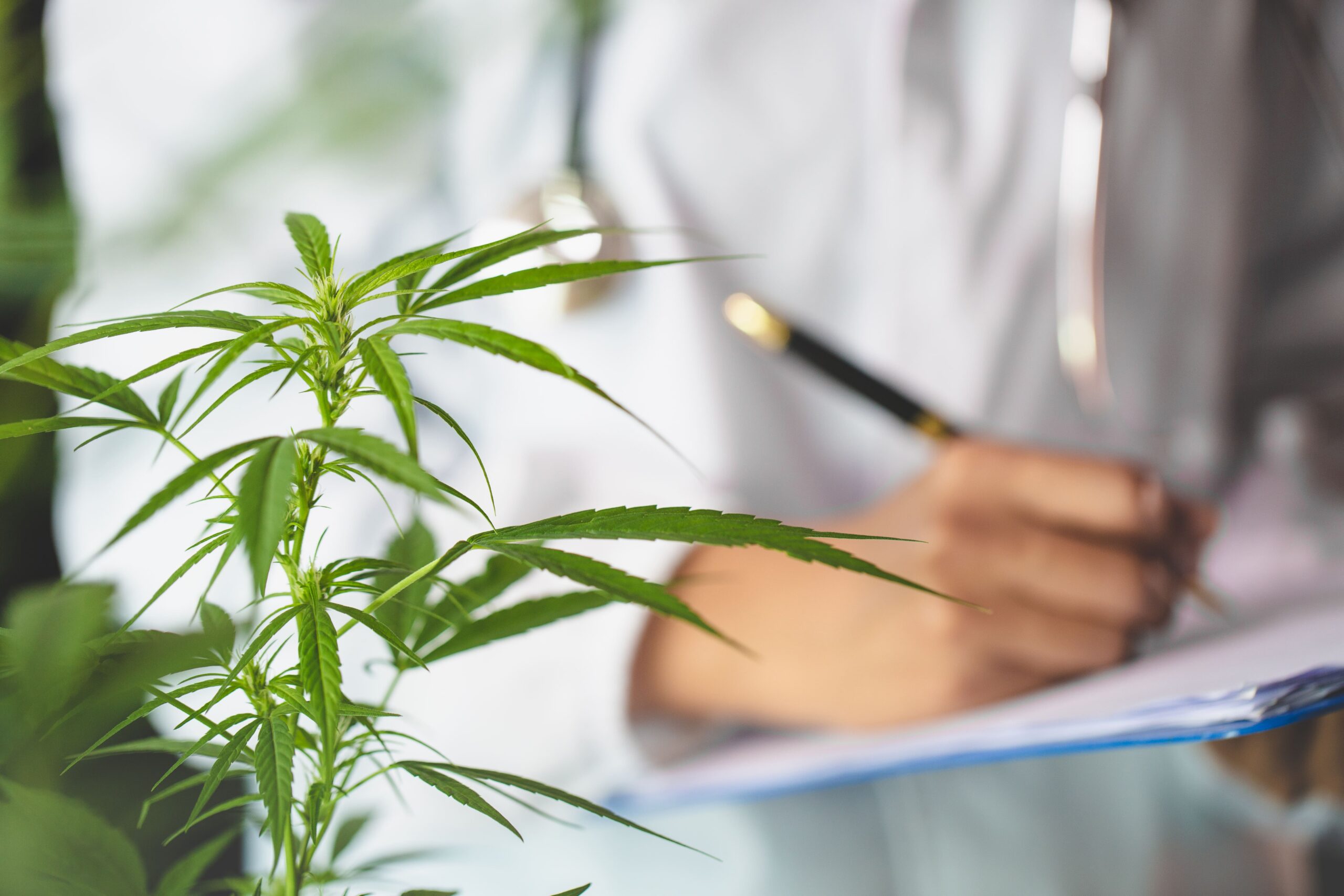 El Gobierno aprueba la regulación del uso medicinal del cannabis mediante fórmulas magistrales